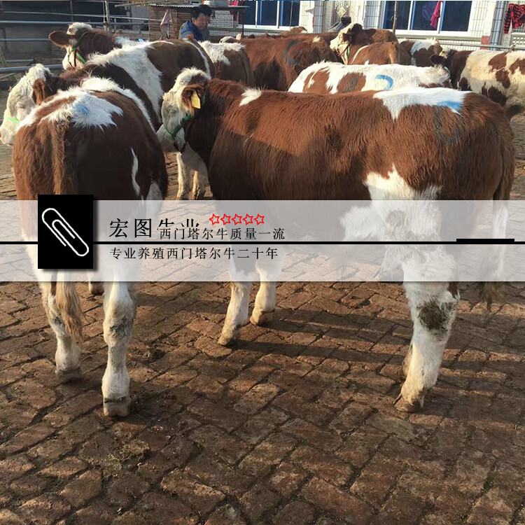西門塔爾牛犢