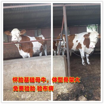 400多斤西门塔尔基础母牛出售