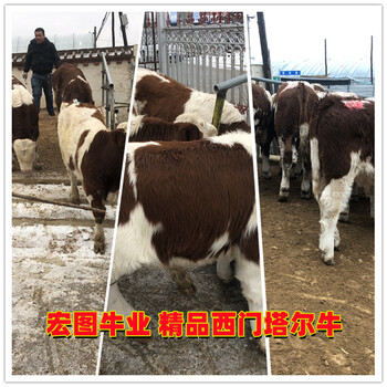 400多斤西门塔尔基础母牛出售