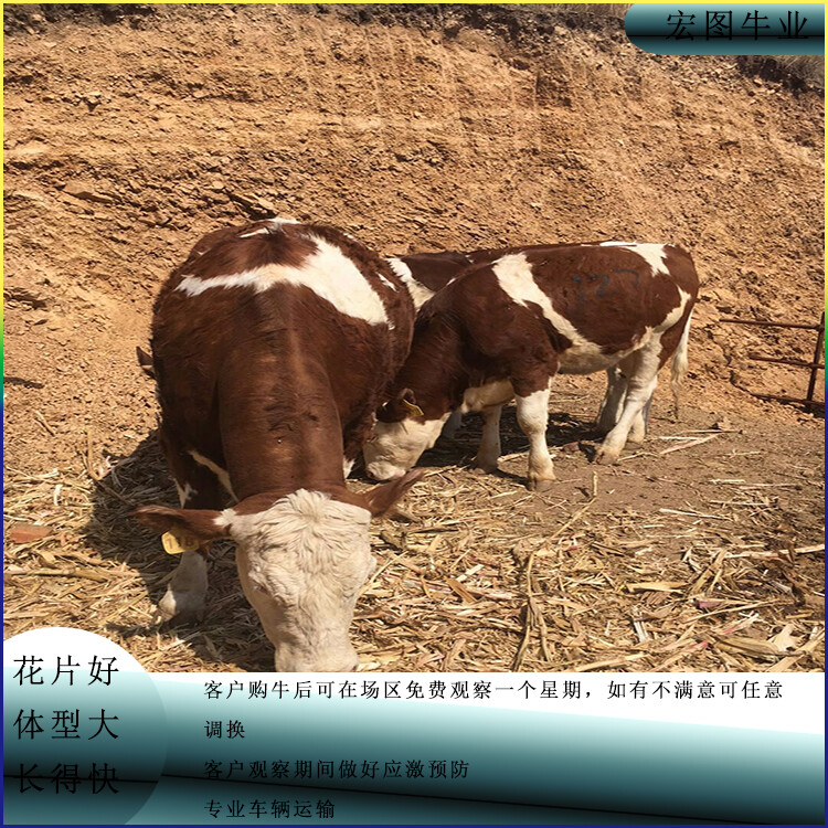 西門塔爾小公牛
