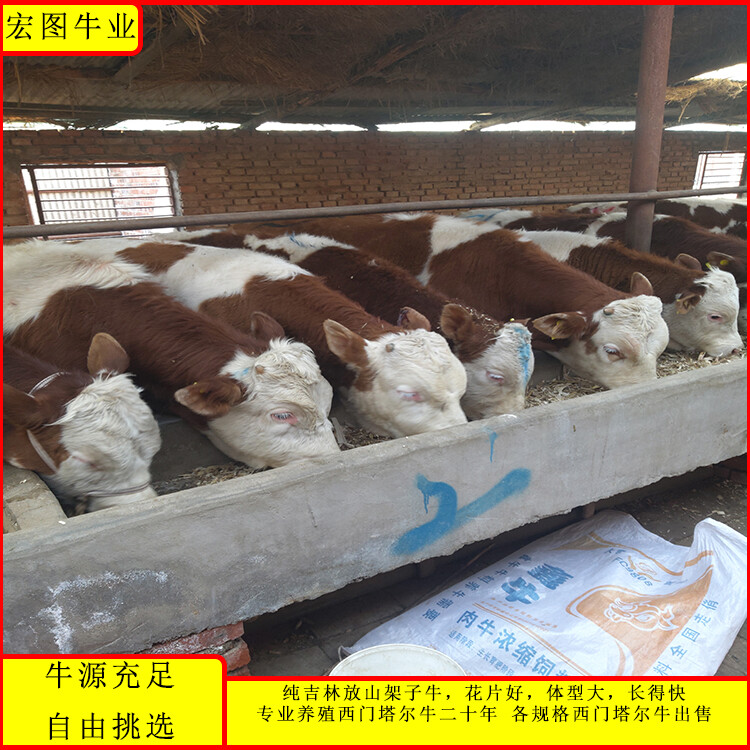 西門塔爾牛犢子