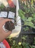 漳州草莓種苗價格,天仙醉草莓苗
