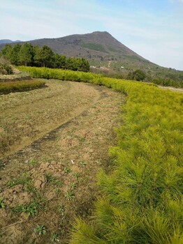 江西一米高湿地松苗种植与管理