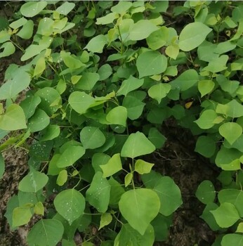 山西地徑1公分烏桕小苗如何種植