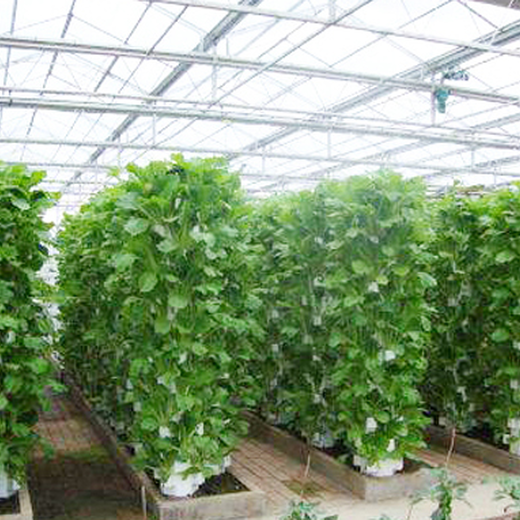 沧州蔬菜种植温室大棚材料供应