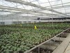 凉山蔬菜种植温室大棚骨架钢材供应