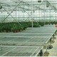 蚌埠蔬菜种植温室大棚厂家供应图