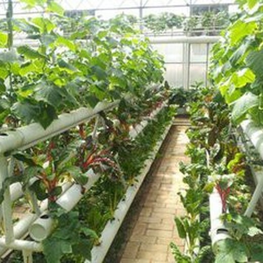 日照蔬菜种植温室大棚厂家供应