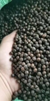 江蘇欒樹種子如何培育,欒華種子