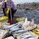 安徽鱼塘资产评估图