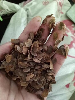 貴州木荷種子