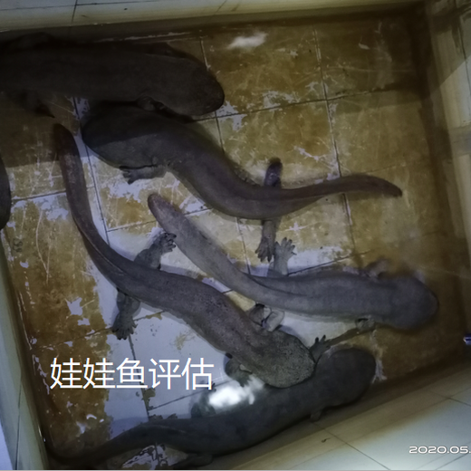河南魚塘資產評估經營收益評估魚塘污染損失評估