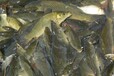 吉林魚塘拆遷征收資產(chǎn)評估公司魚塘經(jīng)營損失評估