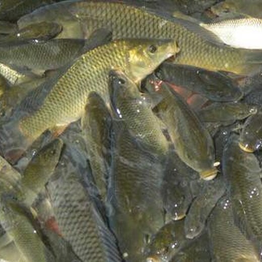 文山州鱼塘资产评估,鱼塘经营损失评估
