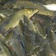 鱼塘资产评估评估图