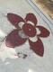 透水磚樹池圖