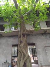 巴中仿真假樹廠家,飯店仿真樹圖片