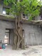 包假山房子圖
