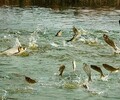 江苏鱼塘拆迁征收资产评估报价鱼塘污染损失评估