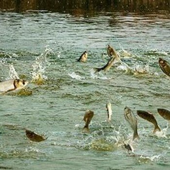 雅安鱼塘污染资产评估,鱼塘经营损失评估