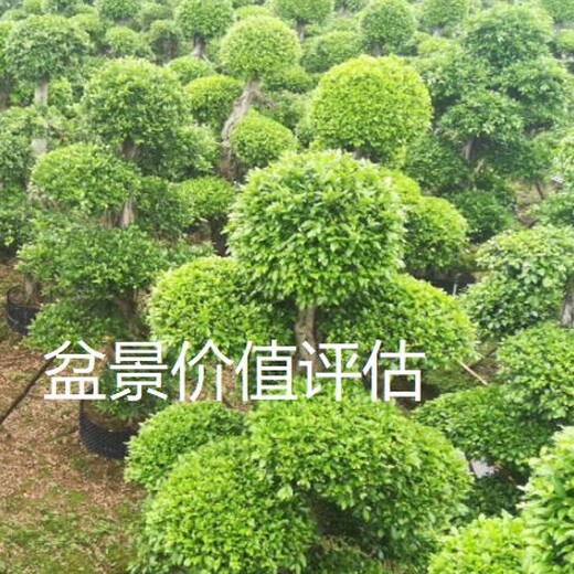 贵州花卉苗圃资产评估多少钱盆景价值评估