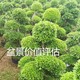 花卉苗圃資產評估公司圖