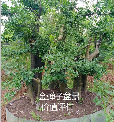 湖南果樹價(jià)格評(píng)估價(jià)格柏樹盆景價(jià)格評(píng)估