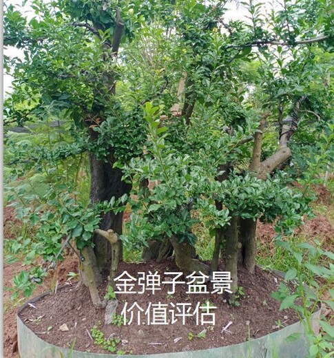 广安花卉苗圃园林价值评估果园果树价值评估