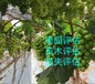 九江花卉苗圃园林价值评估