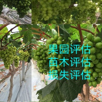 甘肃果园花卉苗圃资产评估收费标准果园果树价值评估