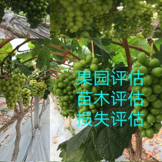 贵州花卉苗圃资产评估拆迁补偿标准果园果树价值评估