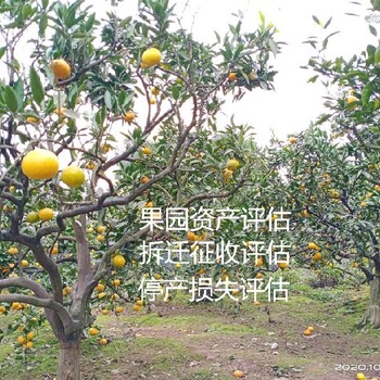 吉林果树价格评估标准脐橙树价格评估