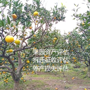 云南花卉苗圃資產評估政策花卉苗圃資產評估