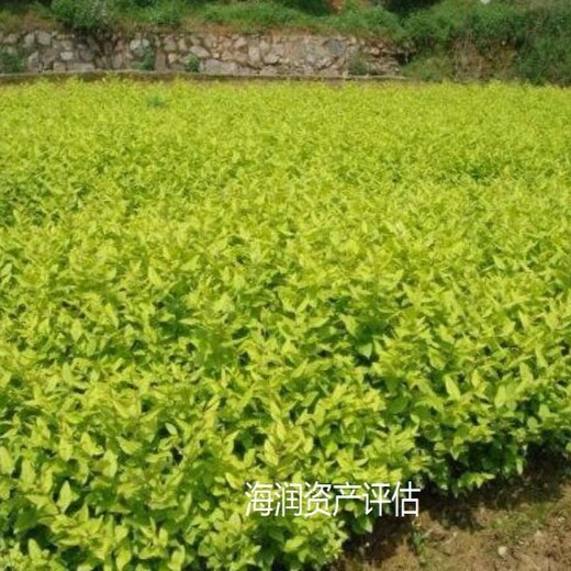 上海花卉苗圃资产评估费用果园果树价值评估