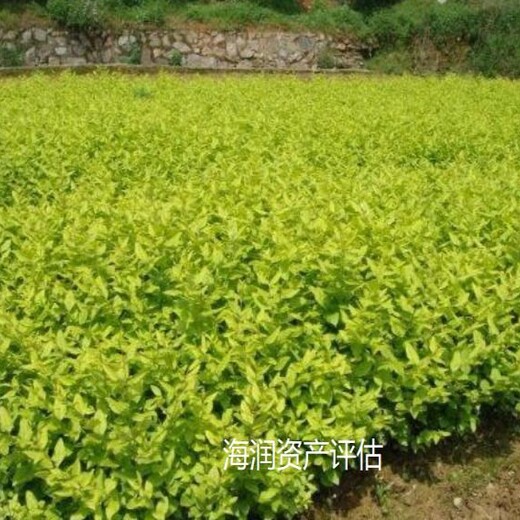 浙江花卉苗圃資產評估收費標準花卉苗圃資產評估