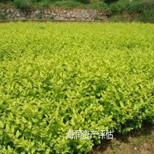 浙江花卉苗圃资产评估收费标准花卉苗圃资产评估