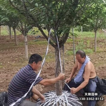 保定地区15公分樱花退林销售-晚樱-樱花批发地