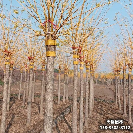 雄安金葉金枝槐,嫁接樹基地貨到付款