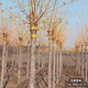 雄安金叶金枝槐,苗木绿化商种植户-天锦园林产品图