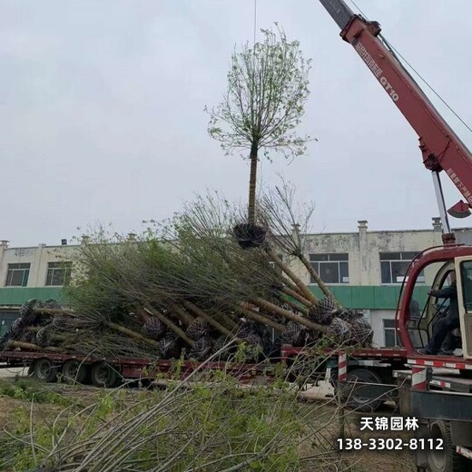 雄安地区18公分白蜡,嫁接树基地提供技术指导