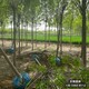 河北望都縣平頭發(fā)帽白蠟圖