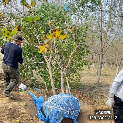 五角枫15,五角枫球,造林苗元宝枫五角枫苗木质量好