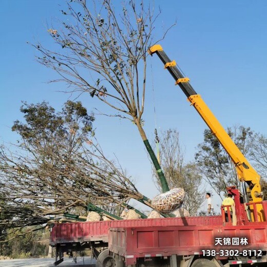 雄安地區(qū)大喬木基地,12公分欒樹,綠化新品種