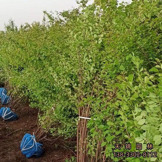 雄安地區(qū)6公分榆葉梅價格咨詢,紅葉榆葉梅,各種榆葉梅種子