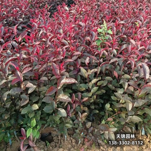 雄安地区太阳李种植户,紫叶李工程苗,清地处理