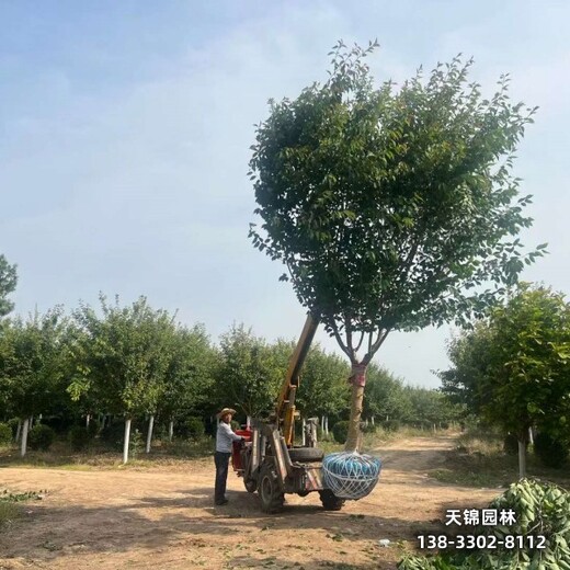雄安地區(qū)5公分櫻花,批發(fā)零售,_道路綠化櫻花基地供應(yīng)
