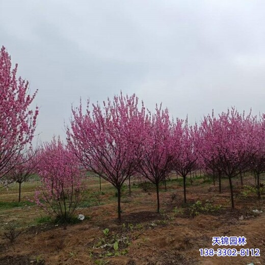 石家庄河北苗木保定6公分榆叶梅厂家,廊坊生产保定6公分榆叶梅