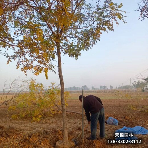 雄安地区经纪人,栾树定植苗,附近苗圃