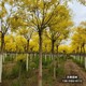 河北省北市區(qū)矮金枝槐圖