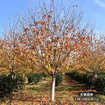 河北博野縣圃地苗櫻花退林銷售-吉野櫻-櫻花批發(fā)地